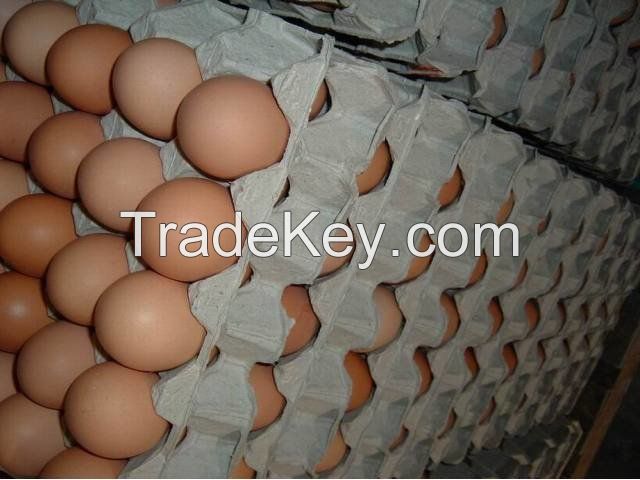 fresh table chicken eggs/ white and brown