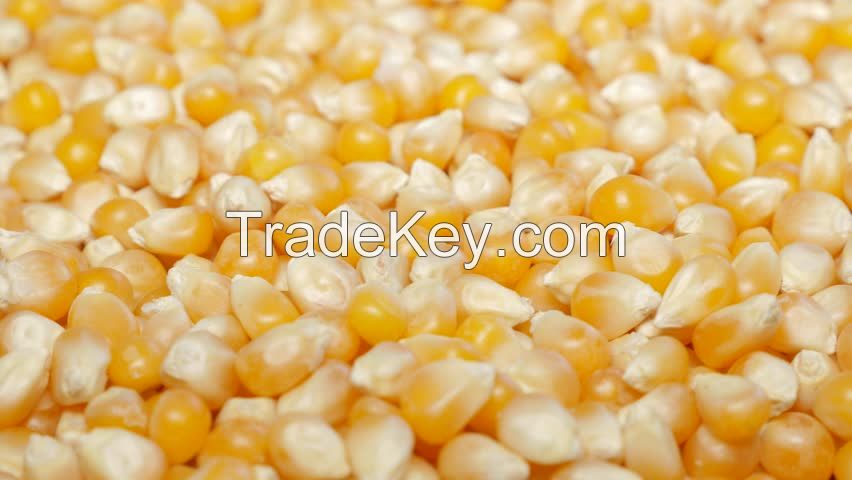 QUALITY  YELLOW  CORN  FOR  SALE