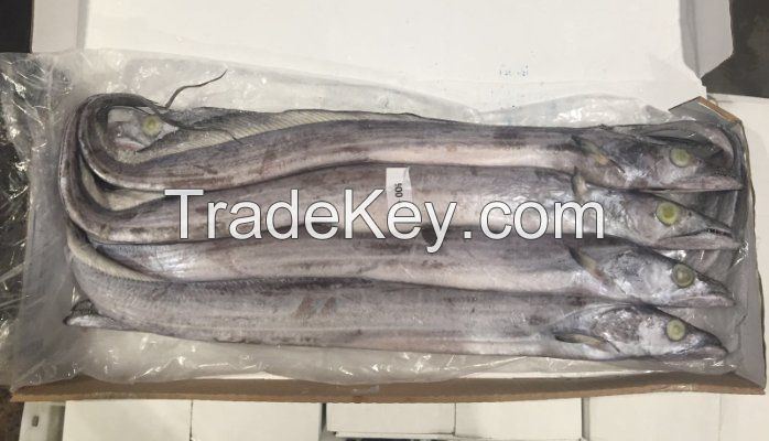 We sell Frozen ribbon fish for sale