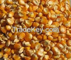 Ukraine corn yellow - human / animal feed / different grades / bulk and containers