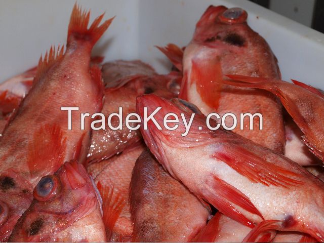 , Pelagic fish, Red Snapper(Besugo), Halibut, Mackerel, Red Fish, Pacific Hake, Mahi Mahi, Yellow Croakers, Grey Mullet