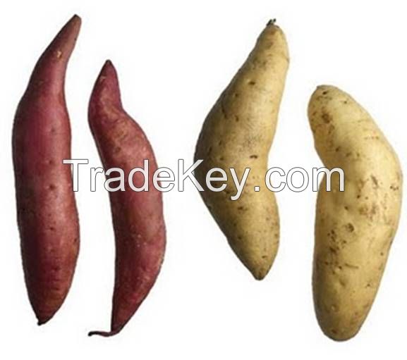 Fresh Sweet Potatoes For Sale And Export