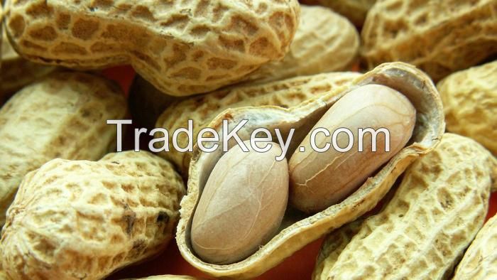 Fresh Dried Peanuts Available For Sale And Export