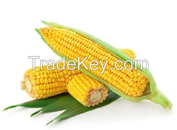 Maize, Yellow corn
