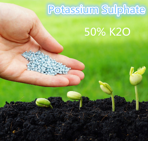 Sell White Granular Fertilizer Potassium Sulphate for Fruit Trees