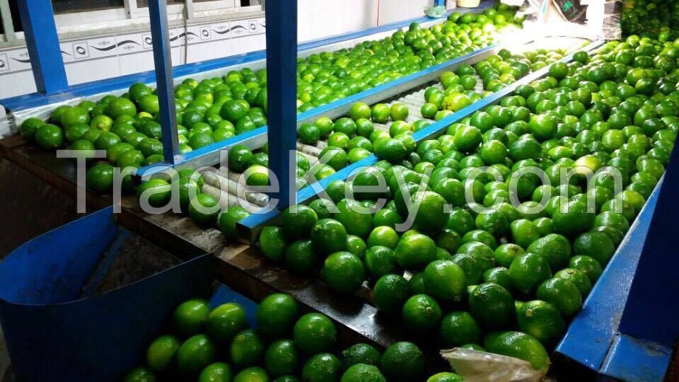 Sell Fresh Lime With Seed/ Seedless