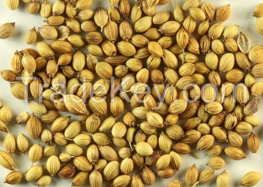 100% Pure High Quality Brown Fresh Dried Coriander Seed