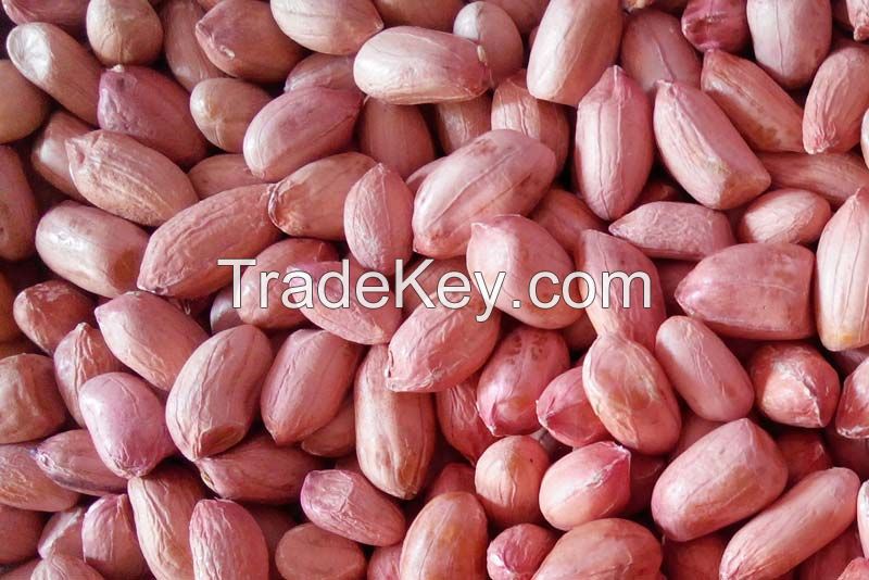 Red bold peanuts kernels and blanhed peanuts