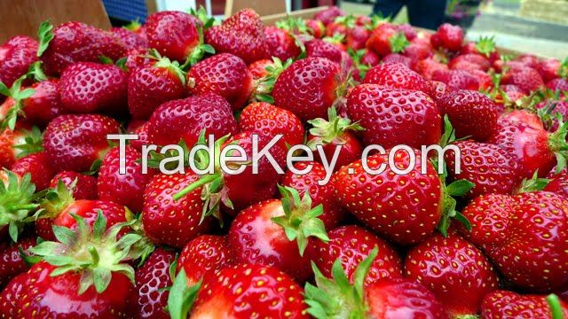 Best Quality Fresh Strawberry