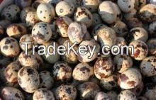See larger image Fresh fertile quail eggs. Add to My Cart Add to My Favorites Fresh fertile quail