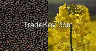 Rape Seeds / Canola Seeds