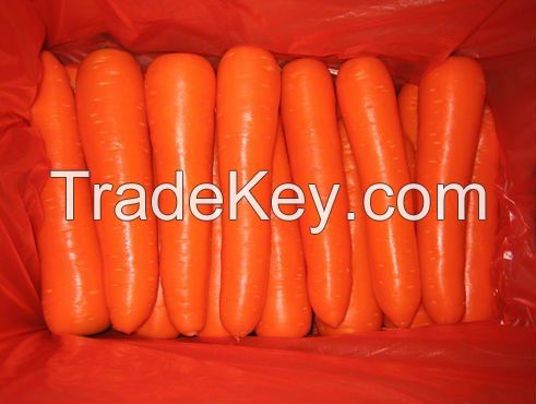 Farm fresh carrots