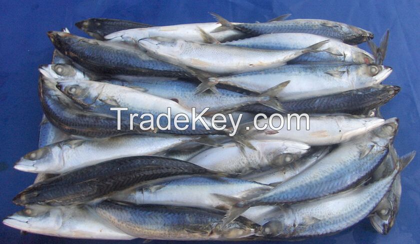 Frozen mackerel fish for sale