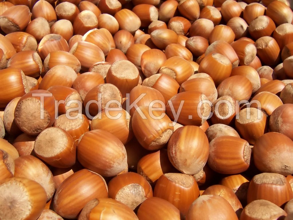 Hazelnuts