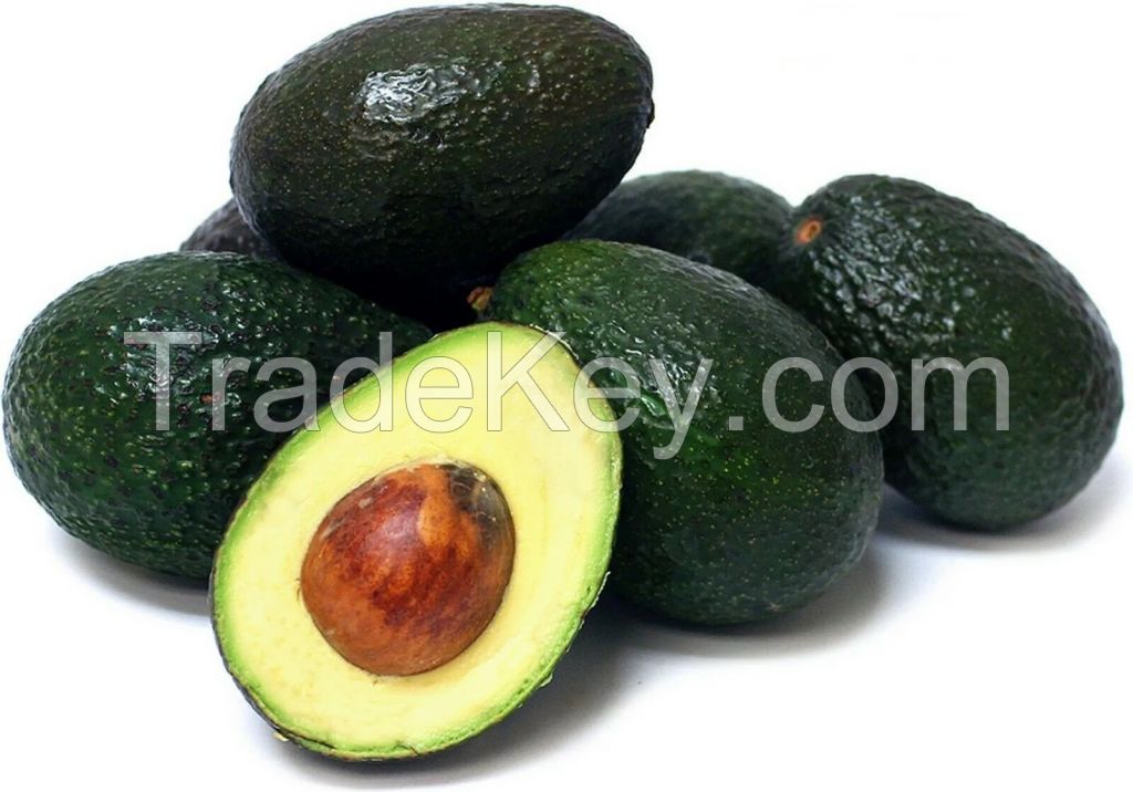 FRESH  AVOCADO