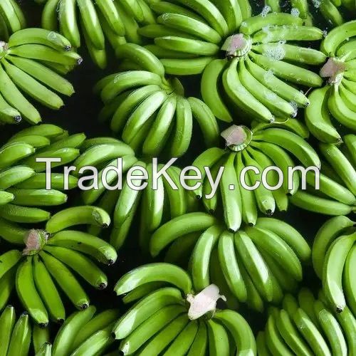 Premium Green Cavendish Banana