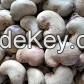 Raw cashew nuts