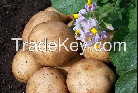 Potatos and more vegettable from Viet Nam