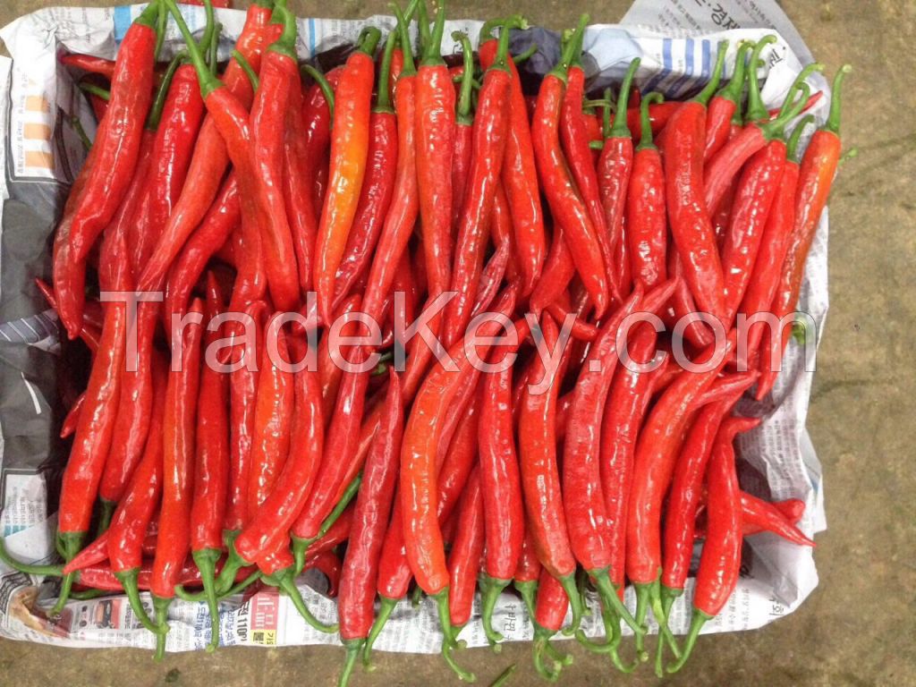 Hot Chili from DaLat- VietNam