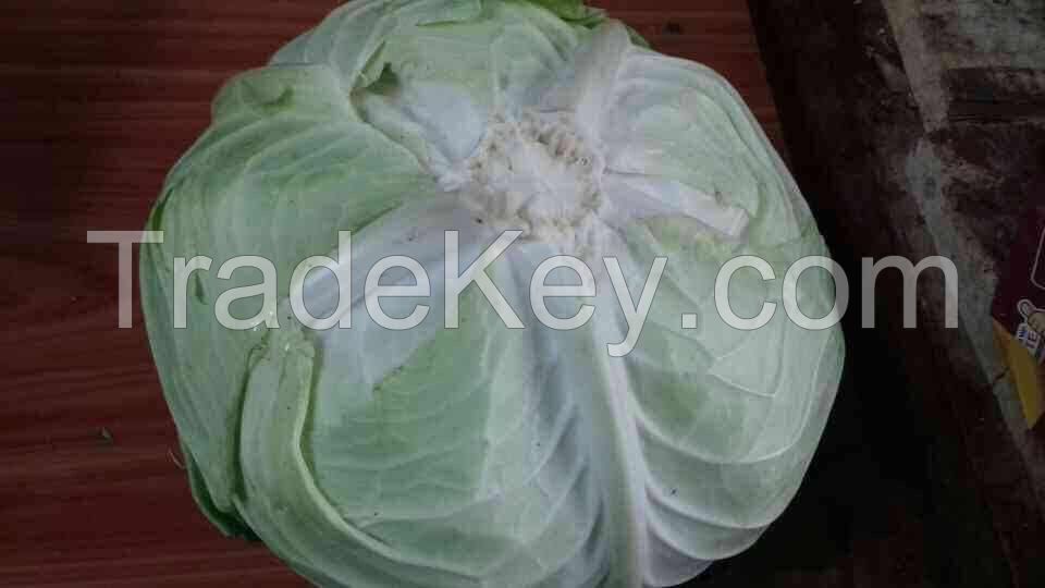 FVDALA- Fresh vegetables exporter from Viet Nam