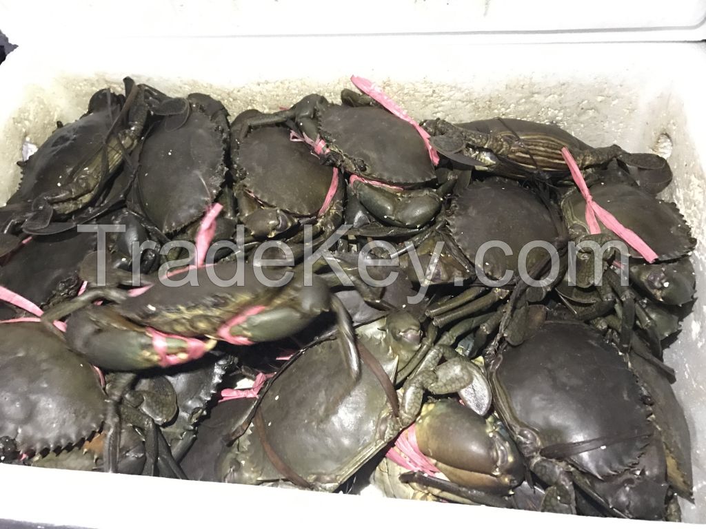 Live mud crabs from Tanzania