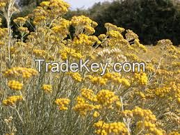 Immortelle (Helichrysum italicum)  oil