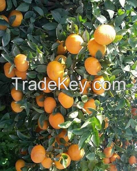 Fresh Spanish murcott mandarins- (From Egypt)