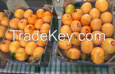 Fresh Spanish murcott mandarins from Egypt