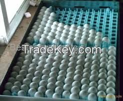 Macaw Parrots, Owls Birds , Cassowaries Birds , Parrots Eggs