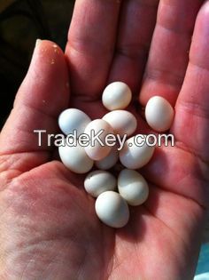 Fertile Birds Eggs