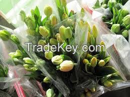 fresh cut Tulips, orchids, fresh cut roses