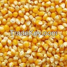 yellow corn, white corn, Basmati rice, Sorghum, millet, 