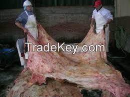 Salted Cow hides, Donkey skin, 