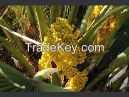 Pollen grains palm for sale