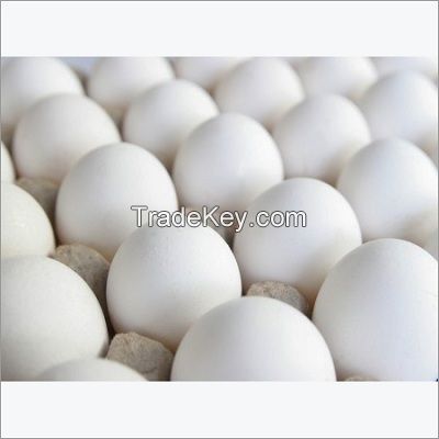 White Shell Chicken Fresh Table Eggs