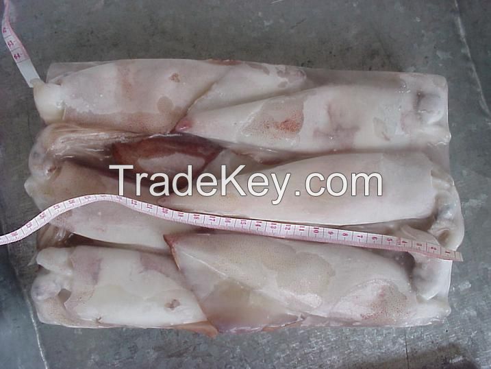 Whole Round Frozen Loligo Squid