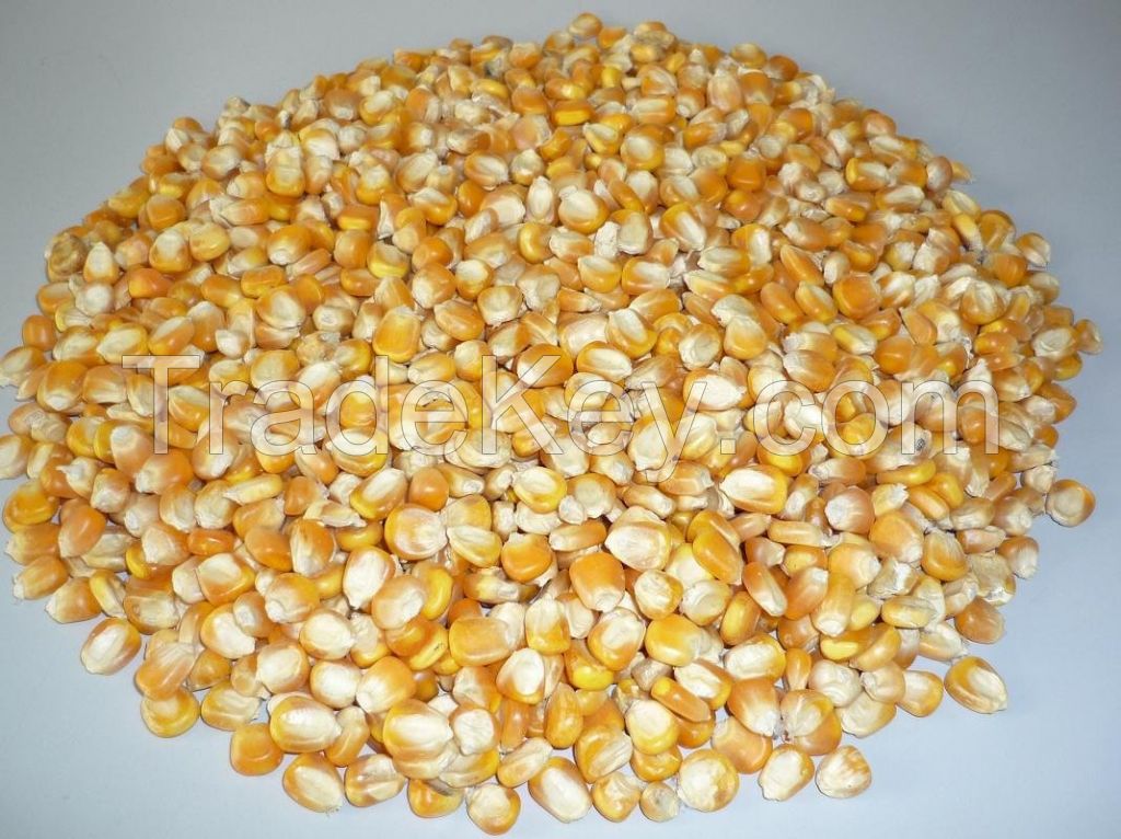 Non-GMO Sweet Yellow Corn Seeds