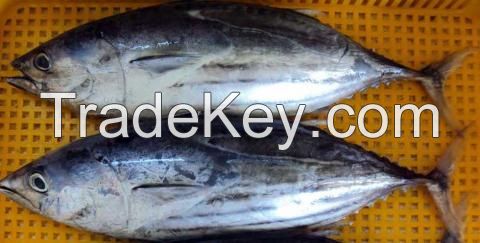 Whole Round Frozen Skipjack Tuna Fish