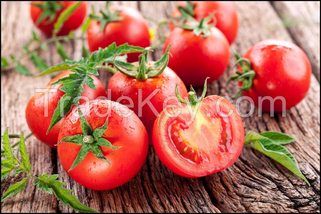 Organic Fresh Tomatoes