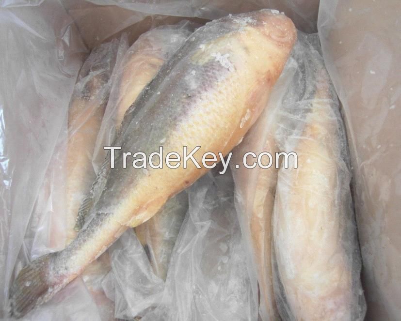 Frozen Yellow croaker Fish