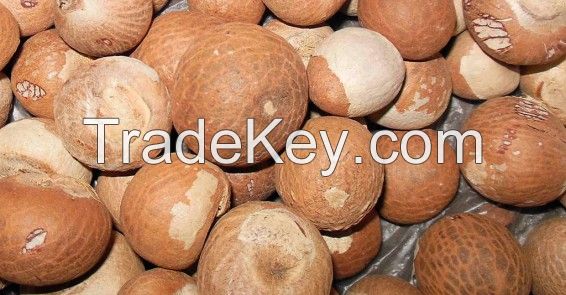 Organic Betel Nuts