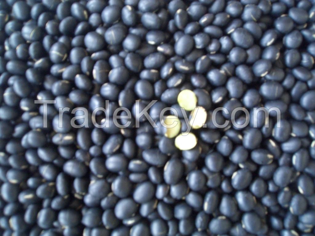 Black Soybean With Yellow Kernels