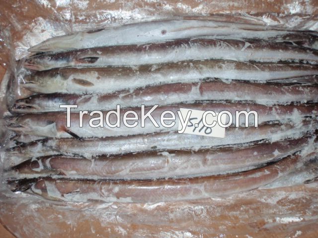Frozen Eel Fish