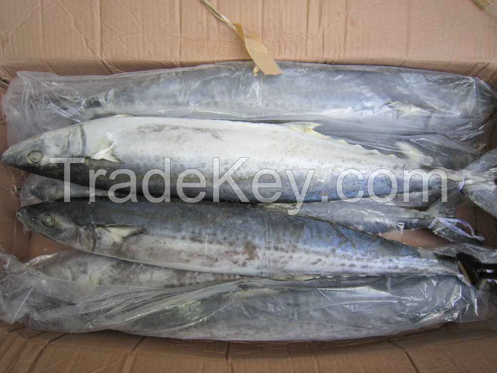 Frozen  Spanish mackerel