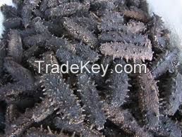 Dried Sea Cucumber For Sale