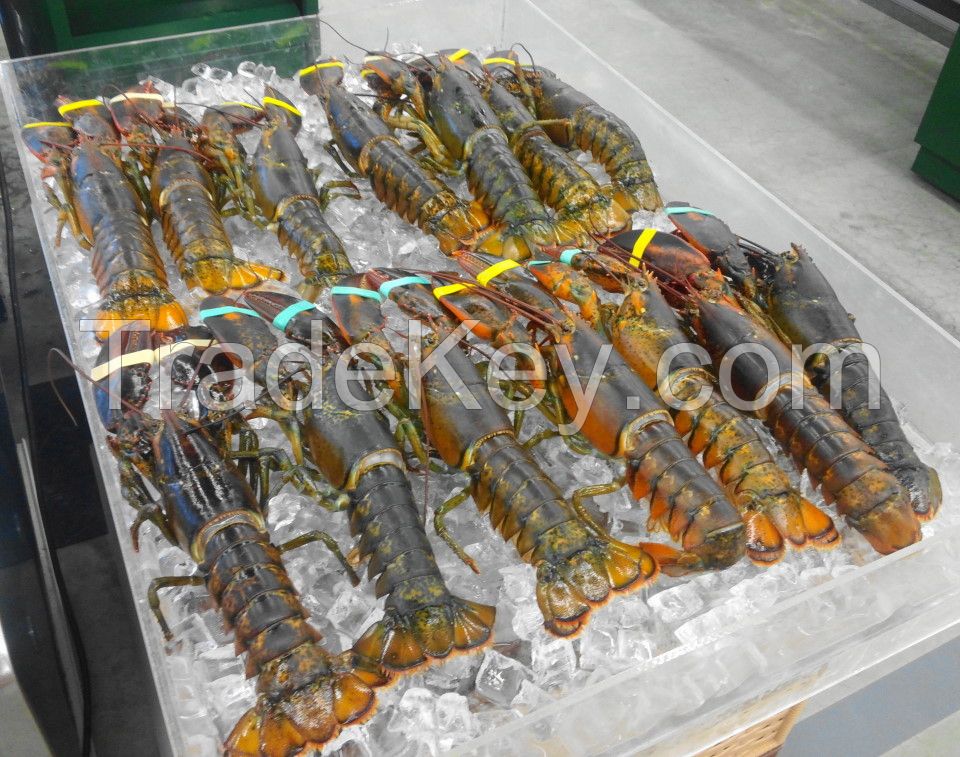 Live Boston Lobsters For Sale