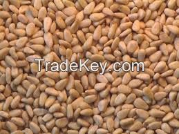 Canned Kernels Nut For Sale