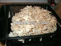 frozen oyster mushroom For Sale