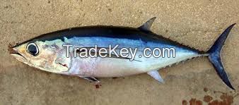 frozen bonito fish For Sale