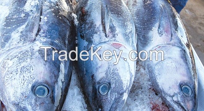 sardine fish frozen seafood wholesale